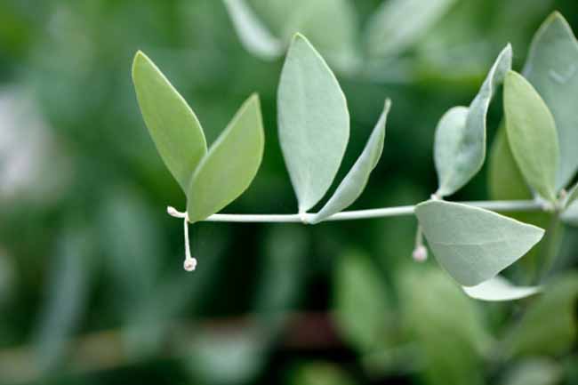 Jojoba Oil